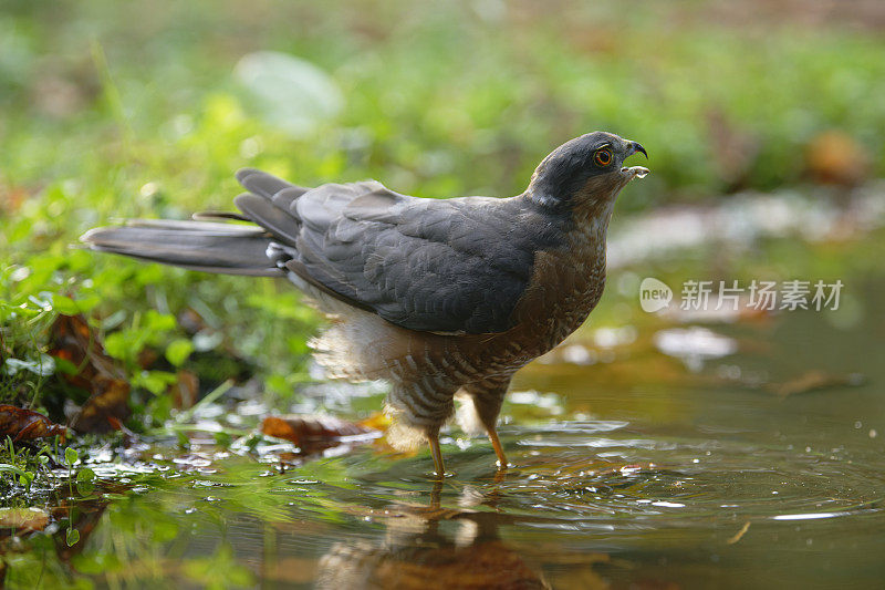 欧亚雀鹰(学名:Accipiter nisus)